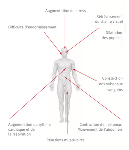 Effet du bruit sur l'organisme